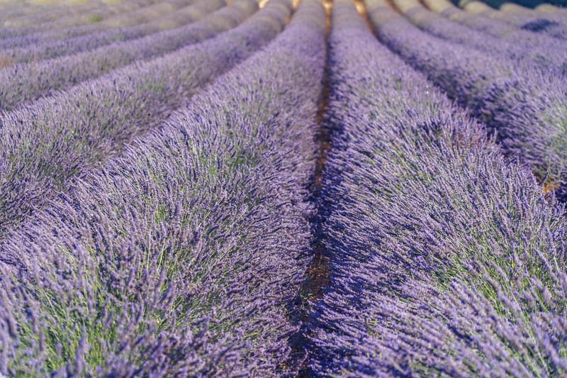 Aromatic Lavender