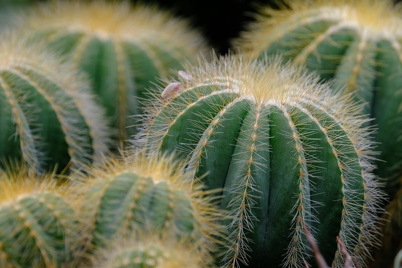 Succulent Paradise